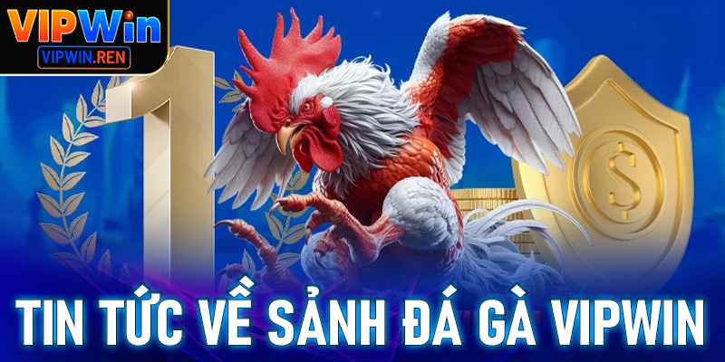 Cập nhật tin tức về sảnh đặt cược đá gà Vipwin