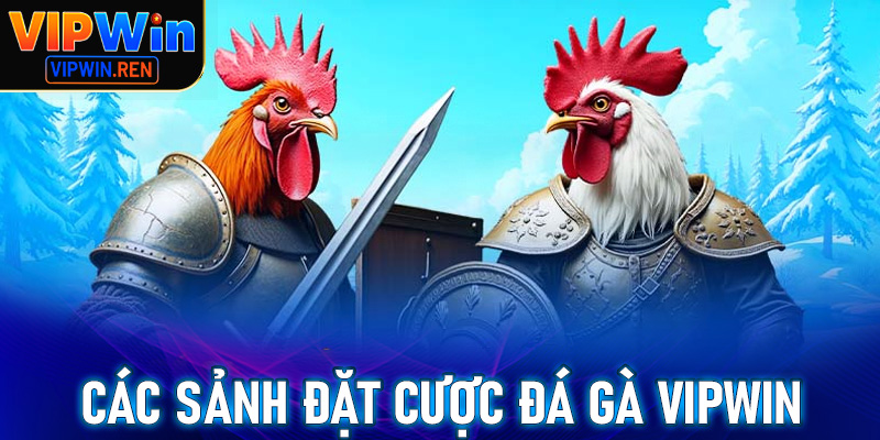 Cập nhật danh sách các sảnh đặt cược đá gà Vipwin hot nhất thời điểm hiện tại