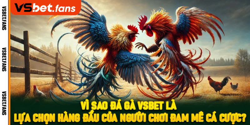 Vì sao đá gà VSbet là lựa chọn hàng đầu của người chơi đam mê cá cược?