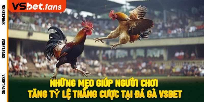 Những mẹo giúp người chơi tăng tỷ lệ thắng cược tại đá gà VSbet