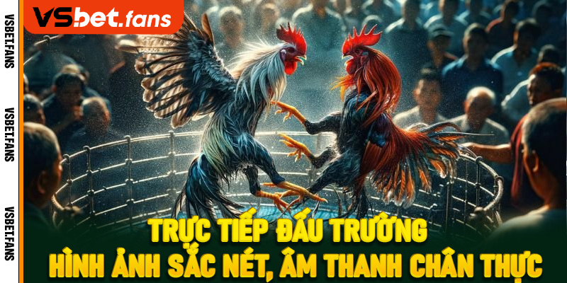 Trực tiếp đấu trường – Hình ảnh sắc nét, âm thanh chân thực